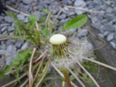 IMGP0068.JPG